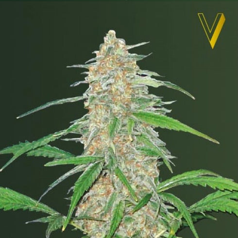 Victory Seeds - AK - 77V